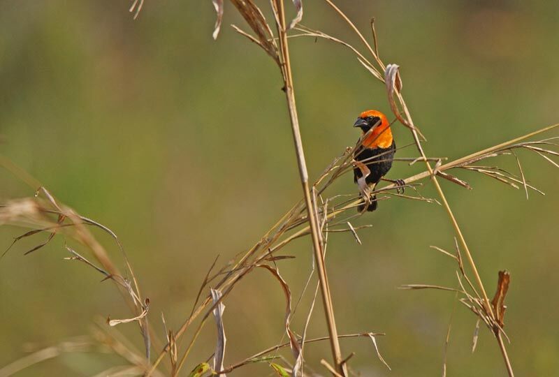 Black-winged Red Bishop