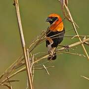 Black-winged Red Bishop