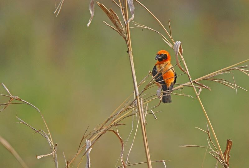 Black-winged Red Bishop