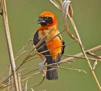 Black-winged Red Bishop