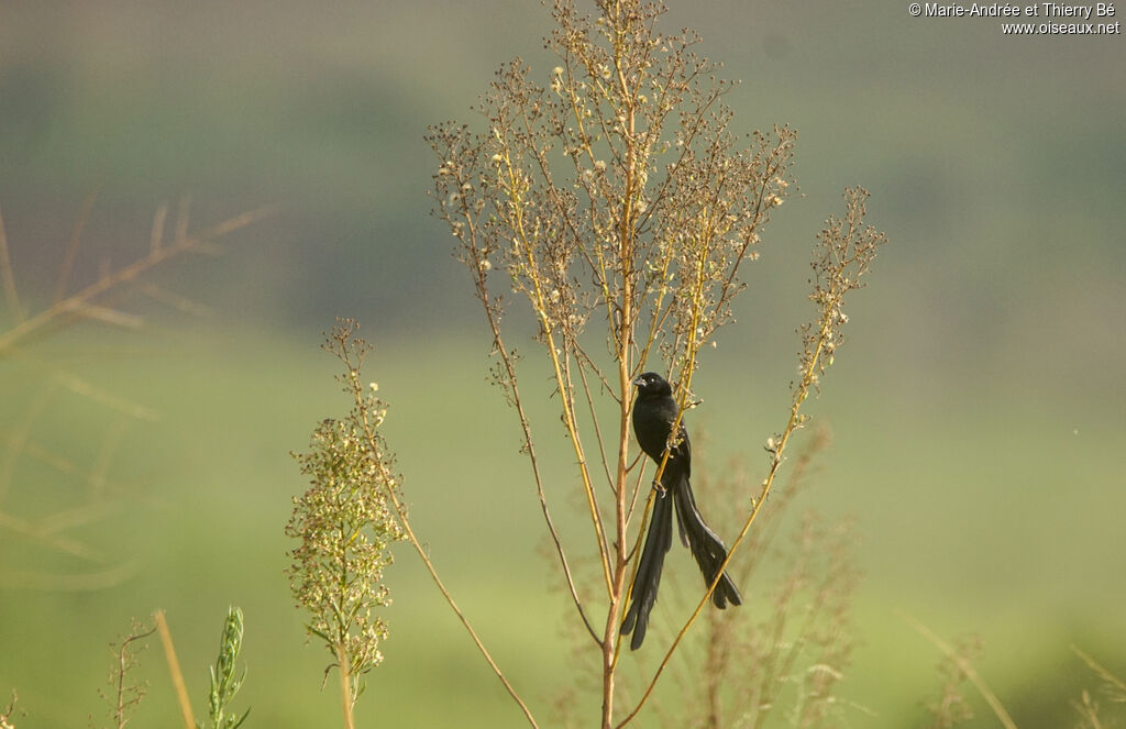 Red-collared Widowbird