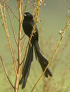 Red-collared Widowbird