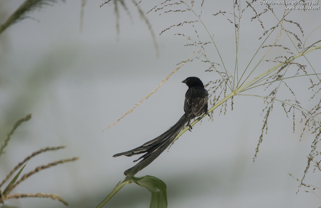 Red-collared Widowbird