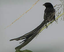 Red-collared Widowbird