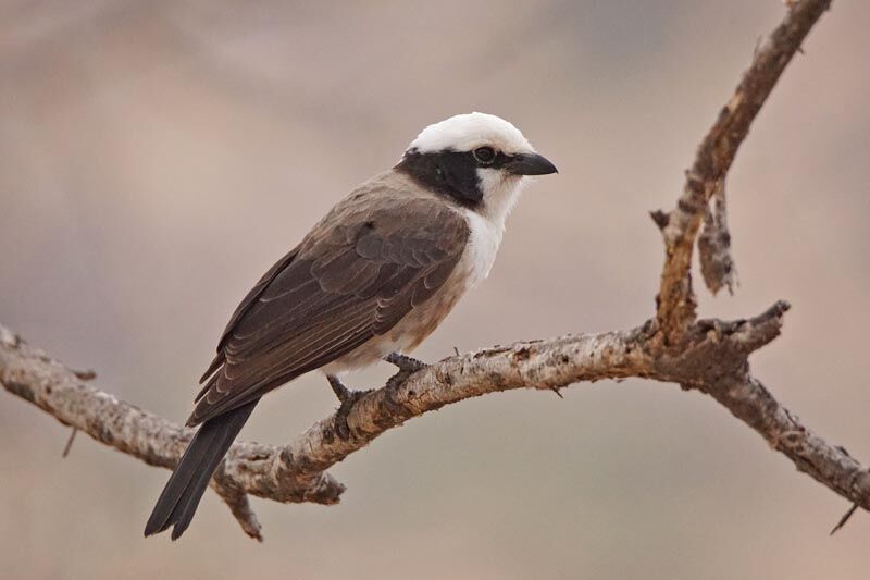 Northern White-crowned Shrikeadult