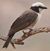 Northern White-crowned Shrike