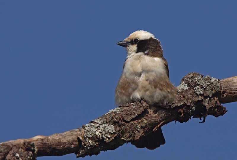 Northern White-crowned Shrikeadult