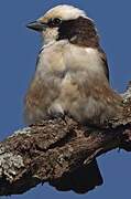 Northern White-crowned Shrike