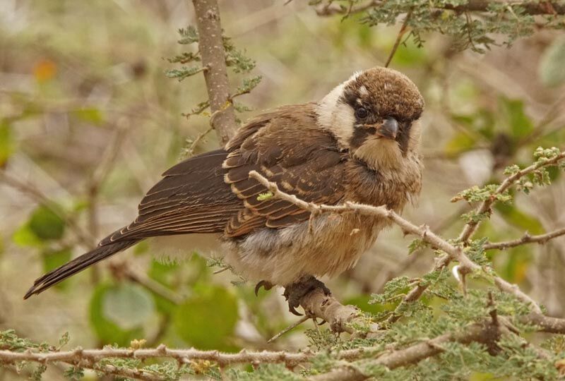 Northern White-crowned Shrikejuvenile