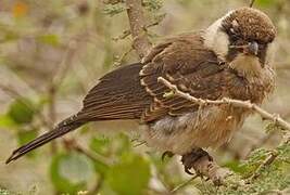 Northern White-crowned Shrike