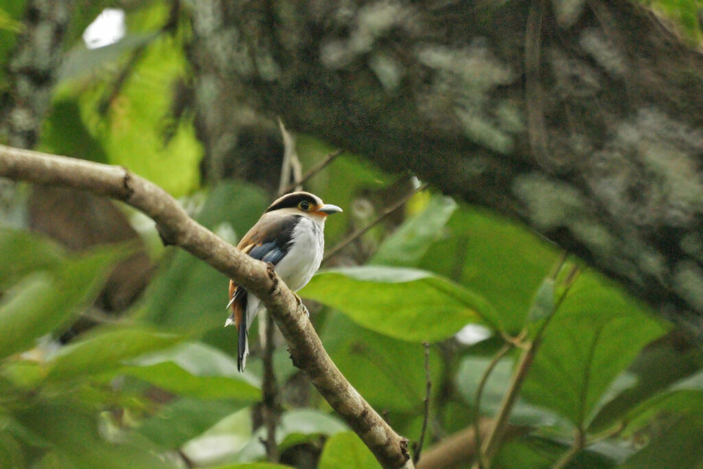 Silver-breasted Broadbill, identification