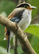 Silver-breasted Broadbill