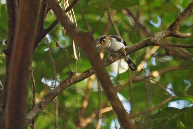 Silver-breasted Broadbill