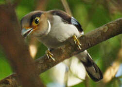 Silver-breasted Broadbill