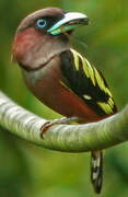 Banded Broadbill