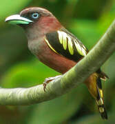 Banded Broadbill