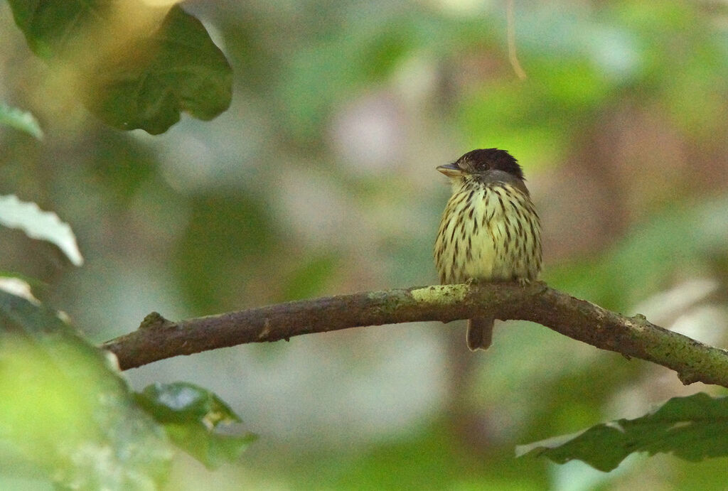 African Broadbill