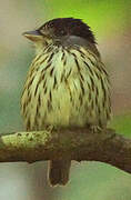 African Broadbill