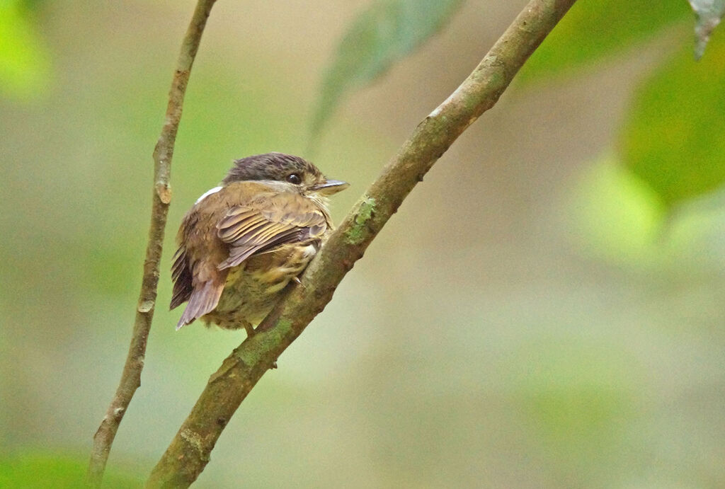 African Broadbill