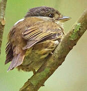 African Broadbill