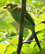 Long-tailed Broadbill