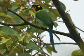 Long-tailed Broadbill