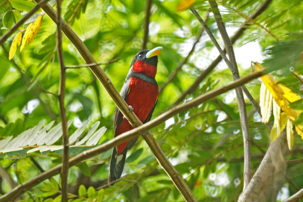 Eurylaime rouge et noir, identification