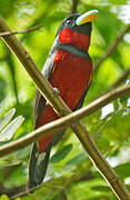 Black-and-red Broadbill