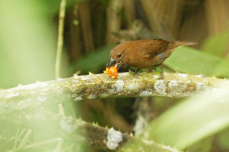 Blue-black Grosbeak female