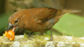 Blue-black Grosbeak