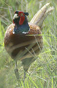 Common Pheasant