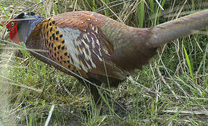 Common Pheasant