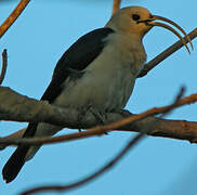 Sickle-billed Vanga