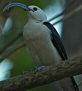 Sickle-billed Vanga