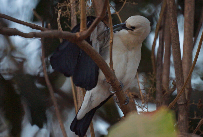 Sickle-billed Vanga