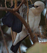 Sickle-billed Vanga