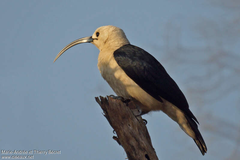 Sickle-billed Vangaadult