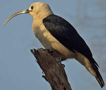 Sickle-billed Vanga