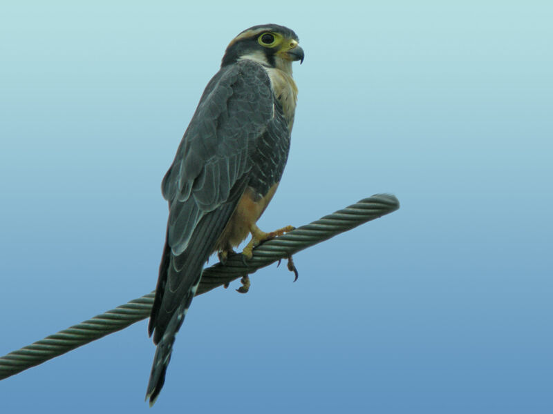 Aplomado Falcon