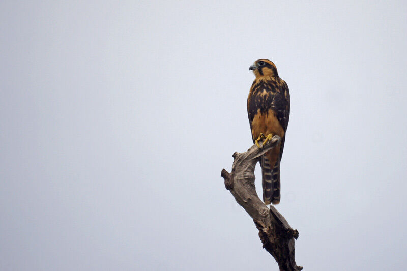 Aplomado Falcon