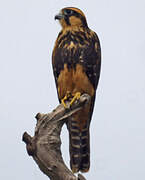 Aplomado Falcon