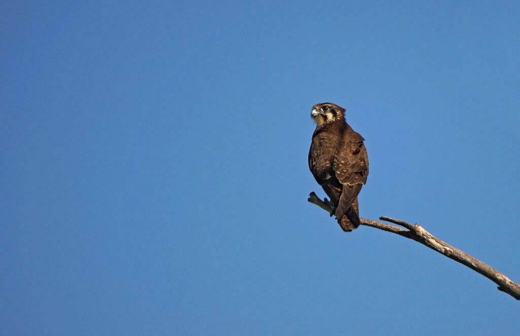 Brown Falcon