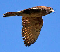 Brown Falcon