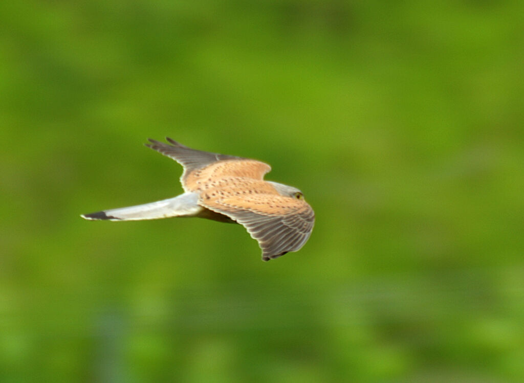 Common Kestrel