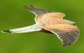 Common Kestrel