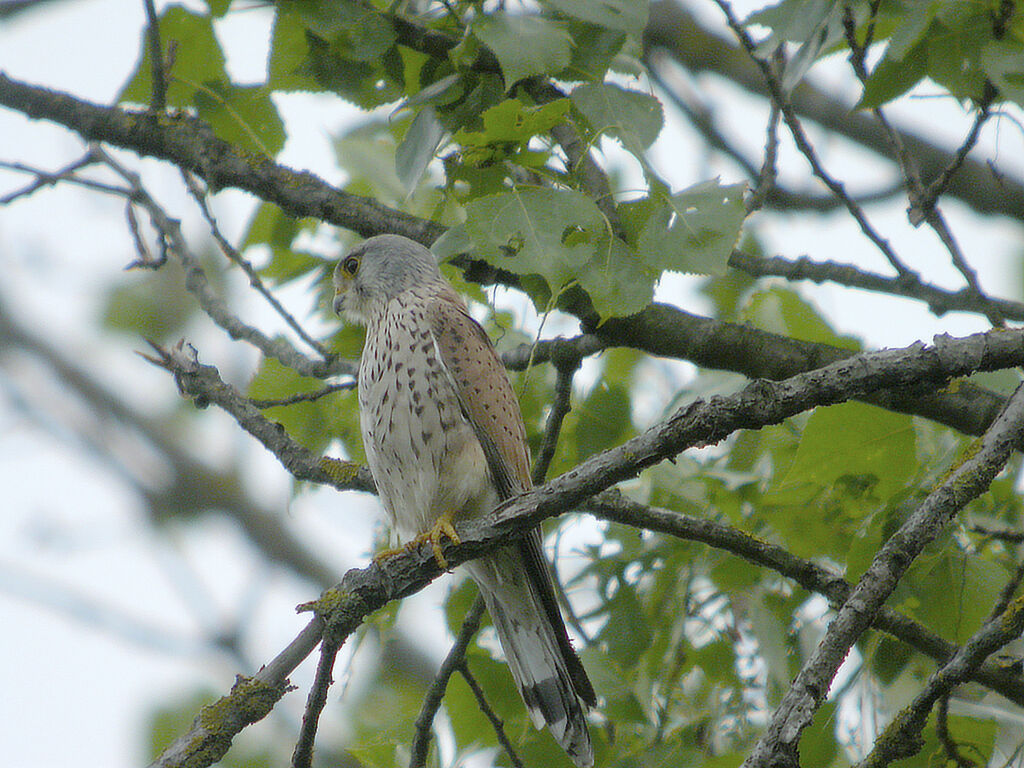 Common Kestrel