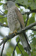 Common Kestrel