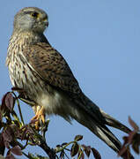 Common Kestrel