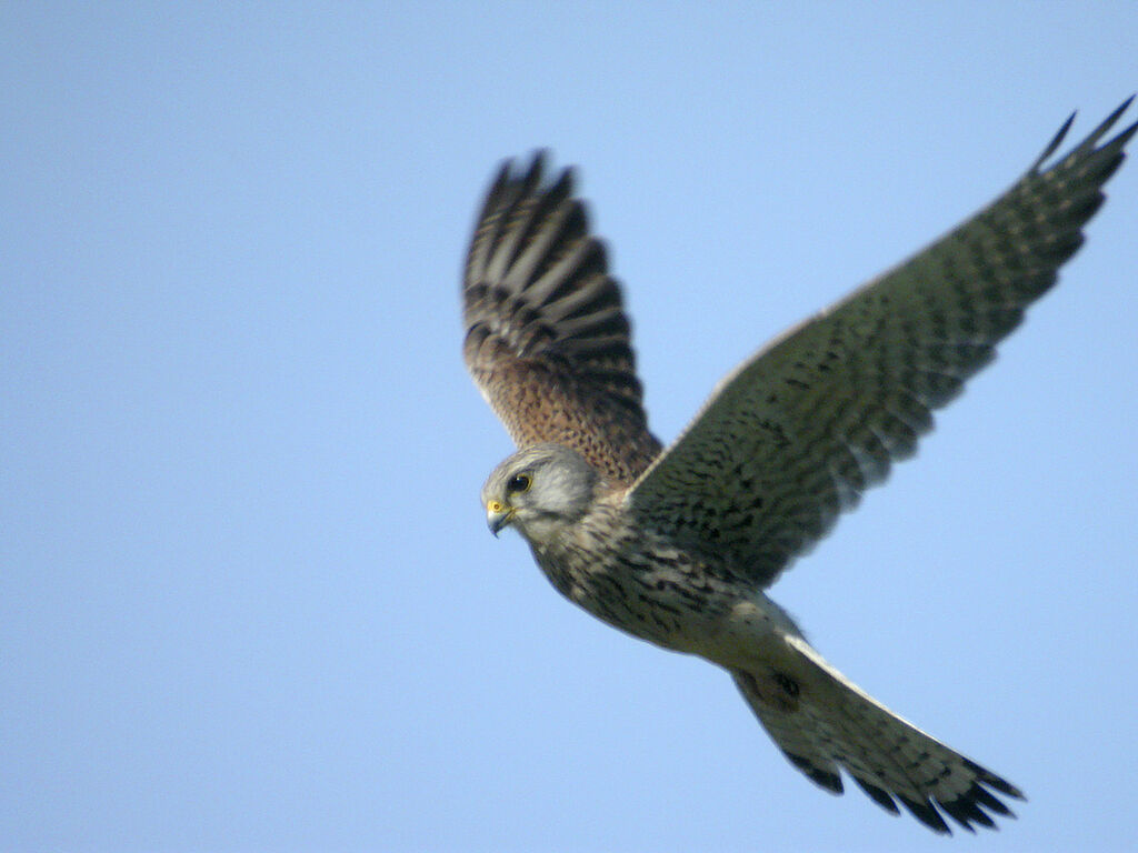 Faucon crécerelle