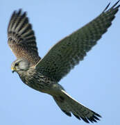 Common Kestrel